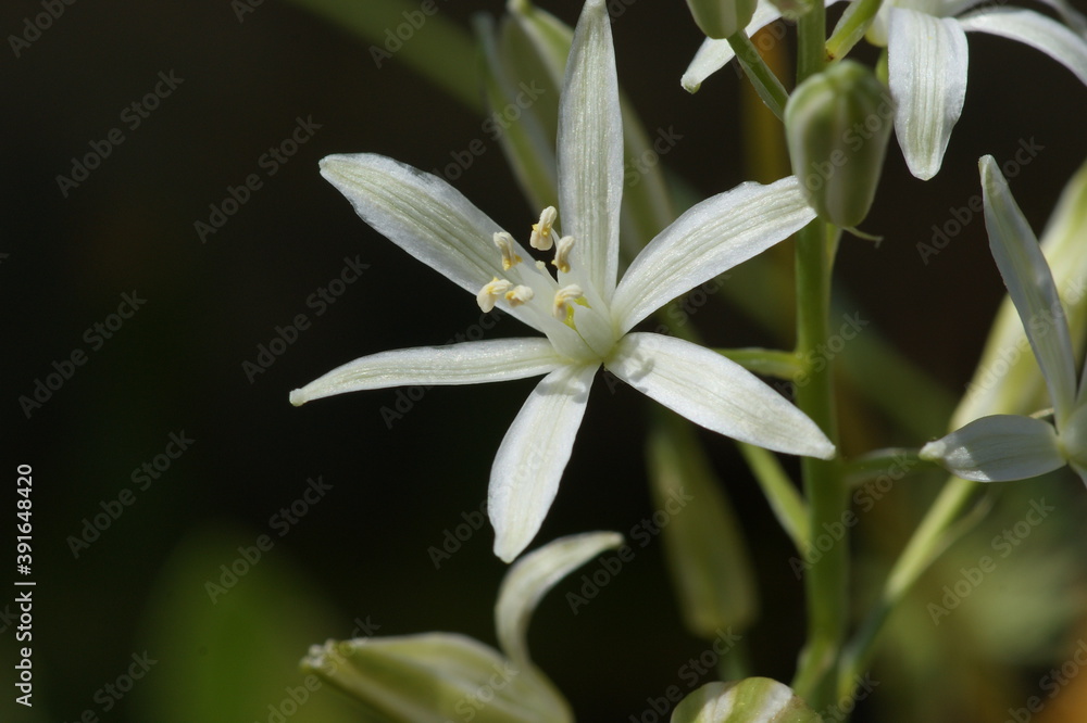 Southern Star of Bethlehem (Ornithogalum narbonense) Southern Star of Bethlehem (Ornithogalum narbonense)