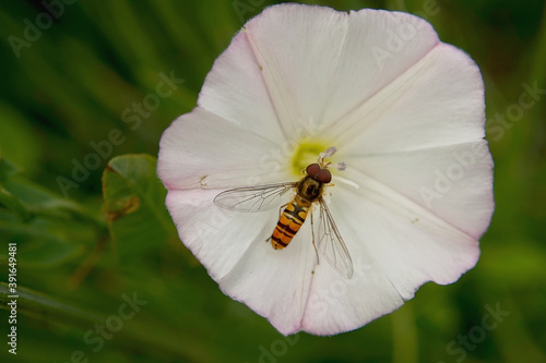 Schwebfliege auf einer Blume