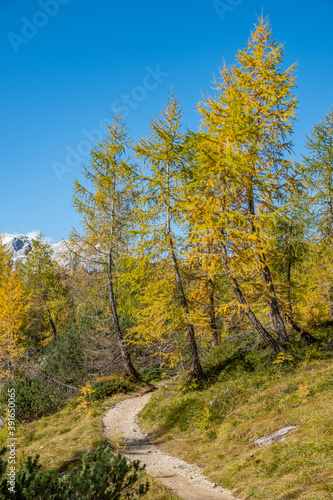 Panoramic hiking trail on a mountain top with a stunning view over the snow capped Alps covered with beautiful yellow spruce trees and larches on a sunny day in autumn 