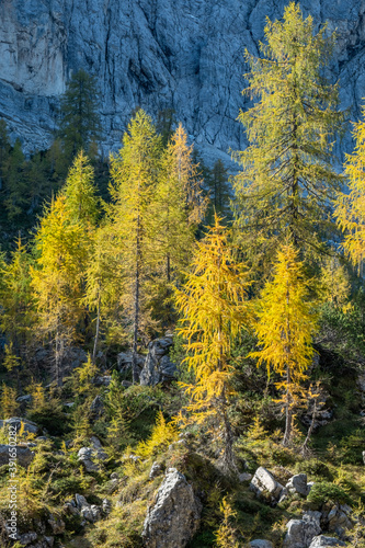 Panoramic scenery on a mountain top with beautifully lit yellow and green spruce trees and larches with rocks in the background on a sunny day in autumn. Pristine nature in the alps.