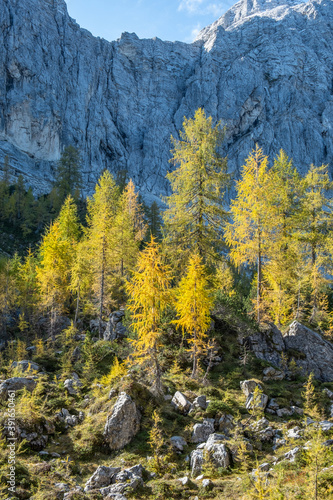 Panoramic scenery on a mountain top with beautifully lit yellow and green spruce trees and larches with rocks in the background on a sunny day in autumn. Pristine nature in the alps.