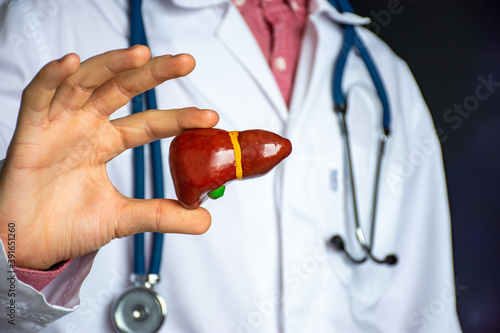 Medical professional, doctor, gastroenterologist or hepatologist holds anatomical model of human liver in his hand and directs by stethoscope in his other hand to diagnose health and diseases photo