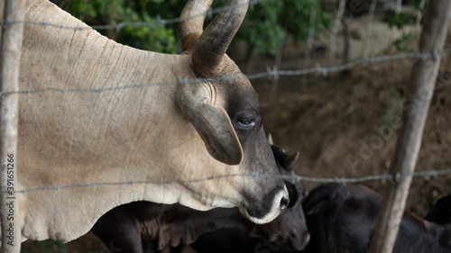 PRIMER PLANO DE VACA EN CORRAL CON ALAMBRE DE PUAS photo