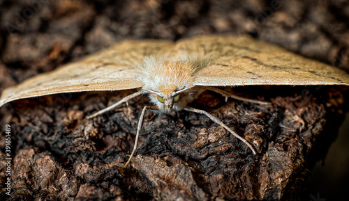 A hooktip (I think) moth stuck around til daytime and was a cooperative subject. photo