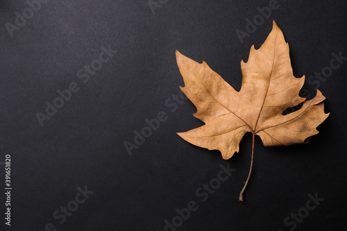Dry autumn leaf on black background, top view. Space for text