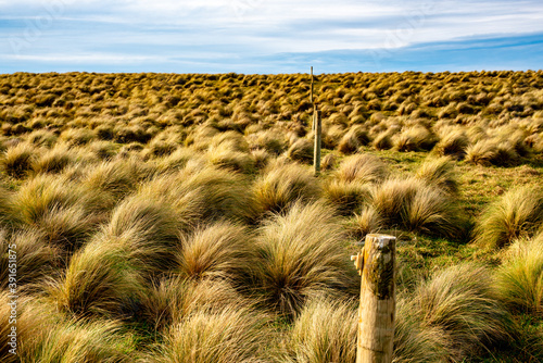 Fotografija The windswept terrain at Slope Point, NZ's southern most point, where only tusso