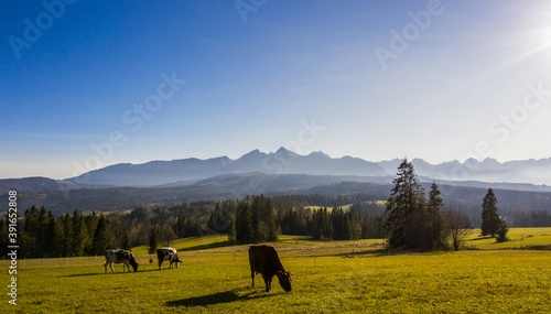 Beatufull landscape of milk cows eating grass from grass fielsd with tatra mountains ine the background and sun flare photo