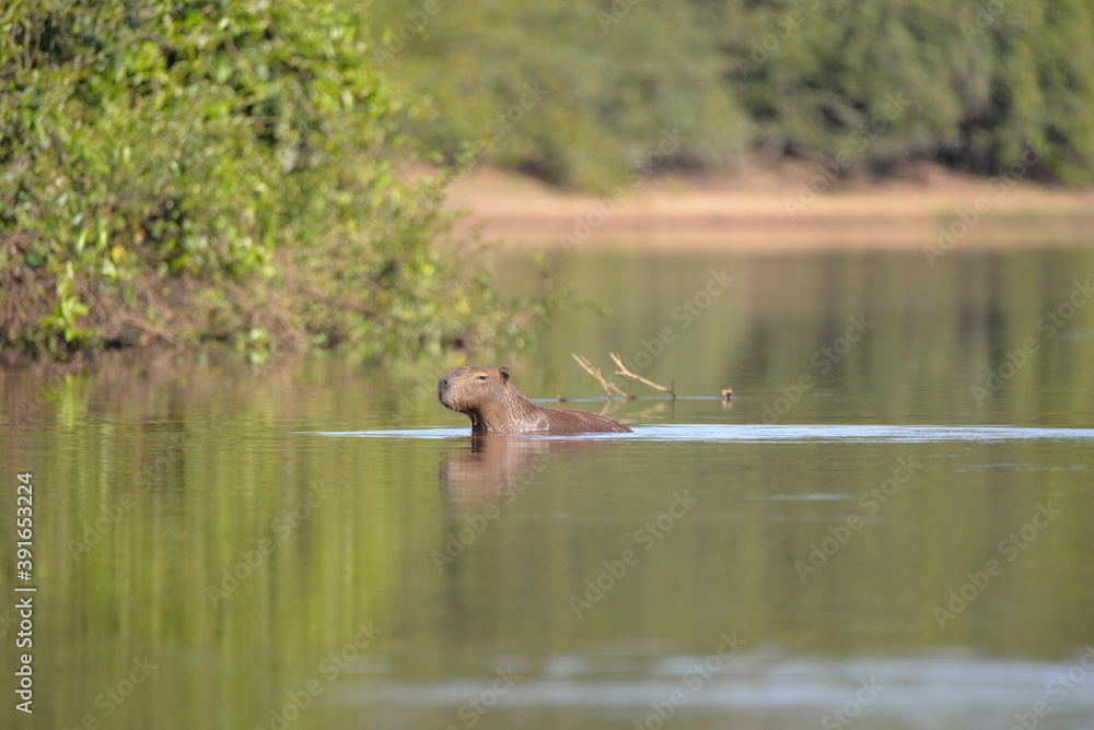 Capybara (Hydrochaeris hydrochaeris), Pantanal Capybara (Hydrochaeris hydrochaeris), Pantanal