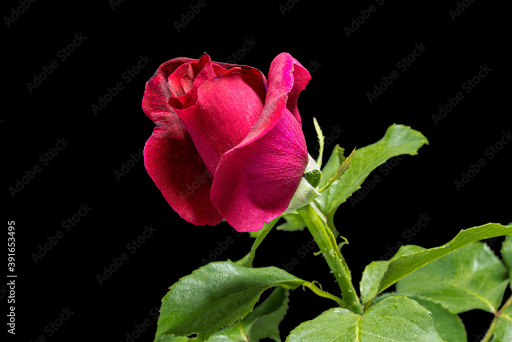 Red flower of rose, isolated on black background Red flower of rose, isolated on black background