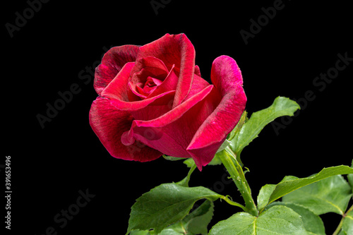 Fototapeta Naklejka Na Ścianę i Meble -  Red flower of rose, isolated on black background