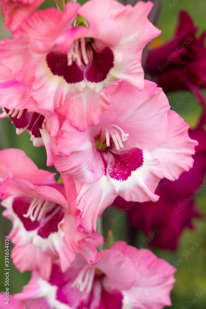 Delicate primary gladioli with a raspberry center and bright pink gladioli grow in the garden. Summer flowers, background Delicate primary gladioli with a raspberry center and bright pink gladioli grow in the garden. Summer flowers, background