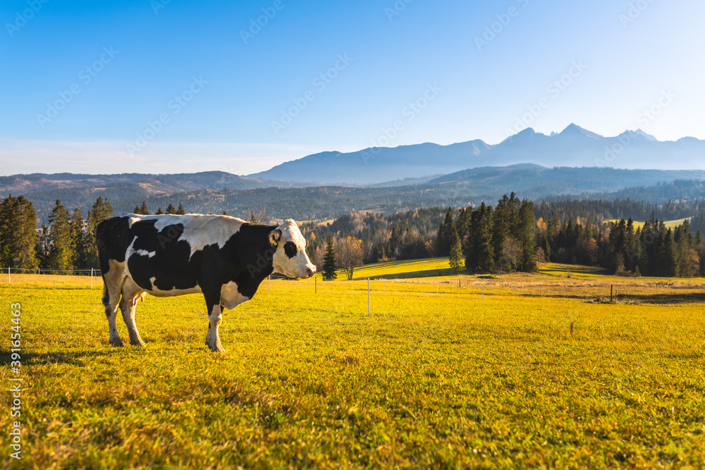 Milk cow on the field with tatra mountains in the landscape - Poland