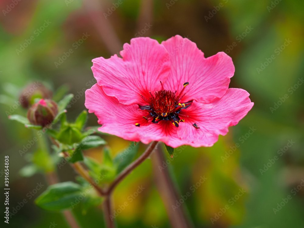 Closeup of a lovely pink cinquefoil flower and bud, Potentilla nepalensis Miss Willmott, in a garden - obrazy, fototapety, plakaty 