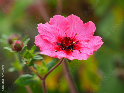 Closeup of a lovely pink cinquefoil flower and bud, Potentilla nepalensis Miss Willmott, in a garden photo