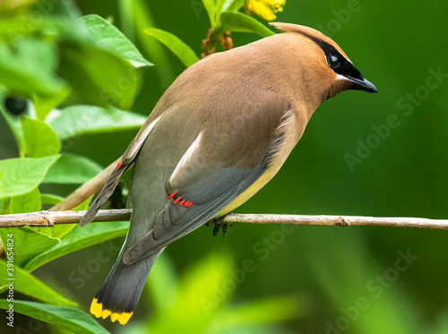 A  brightly colored cedar waxwing