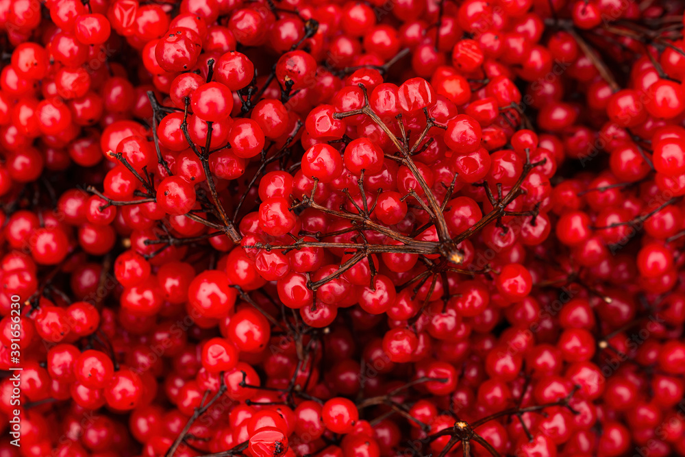 Red viburnum (guelder rose). Beautiful texture with red berries of viburnum on the twigs. Harvest the fruits of viburnum. Close-up. Natural background is perfect for design. Red viburnum (guelder rose). Beautiful texture with red berries of viburnum on the twigs. Harvest the fruits of viburnum. Close-up. Natural background is perfect for design.