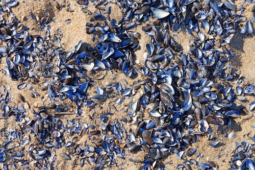 Purple mussels shells on the beach on the New Jersey shore