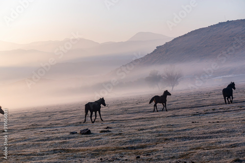Horses grazing a misty morning in the sunrise in front of Erciyes mountain, in Kayseri city © attraction art