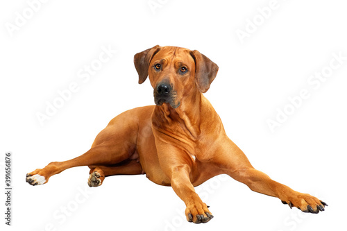 Dog Rhodesian ridgeback lying over white background. Isolated on white