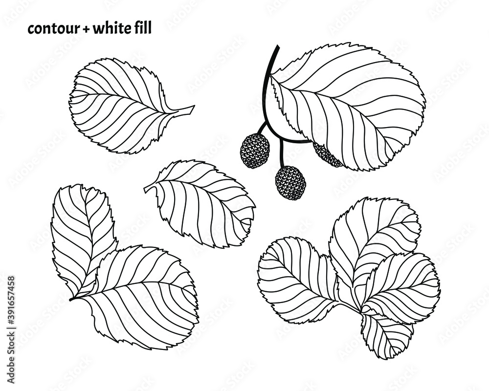 Set of alder tree leaves. Colorless (black contour with white fill) isolated nature vector illustration. Computer graphic with hand drawn effect Set of alder tree leaves. Colorless (black contour with white fill) isolated nature vector illustration. Computer graphic with hand drawn effect