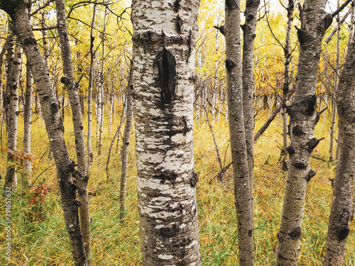 Beautiful view of birch trees at Assiniboine Forest on an autumn day in Winnipeg, Manitoba, Canada