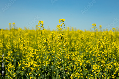 blooming raps field landscape with blue sky, bright yellow rapeseed fields of oilseed rape and nectar for beekeeping