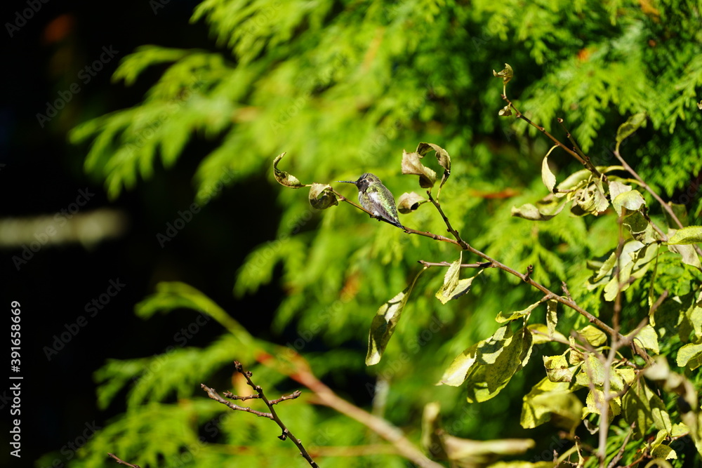ハミングバード  ハチドリ  木の枝にとまる　毛繕い　擬態するハミングバード 