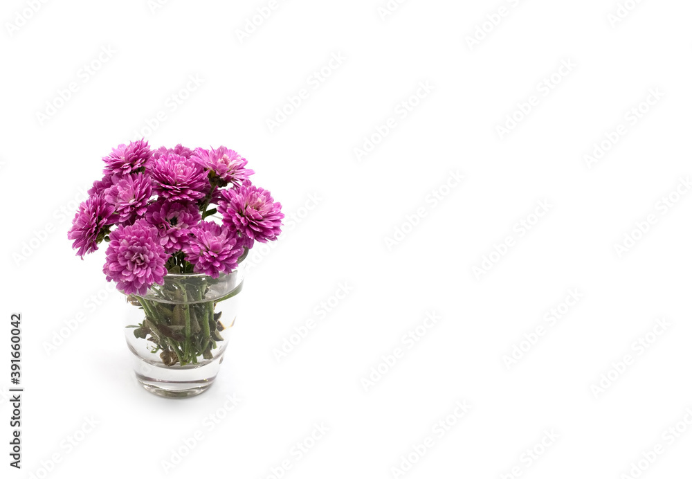 Purple violet tiny cute Chrysanthemum flowers and in a transparent glass isolated on white background. A4 paper size border frame photo with free blank copy space for text