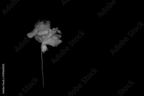 Recycled rose made from toilet paper, black background. 