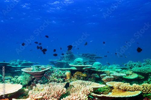 Fototapeta Naklejka Na Ścianę i Meble -  Underwater image of a bright coral reef in the Indian Ocean