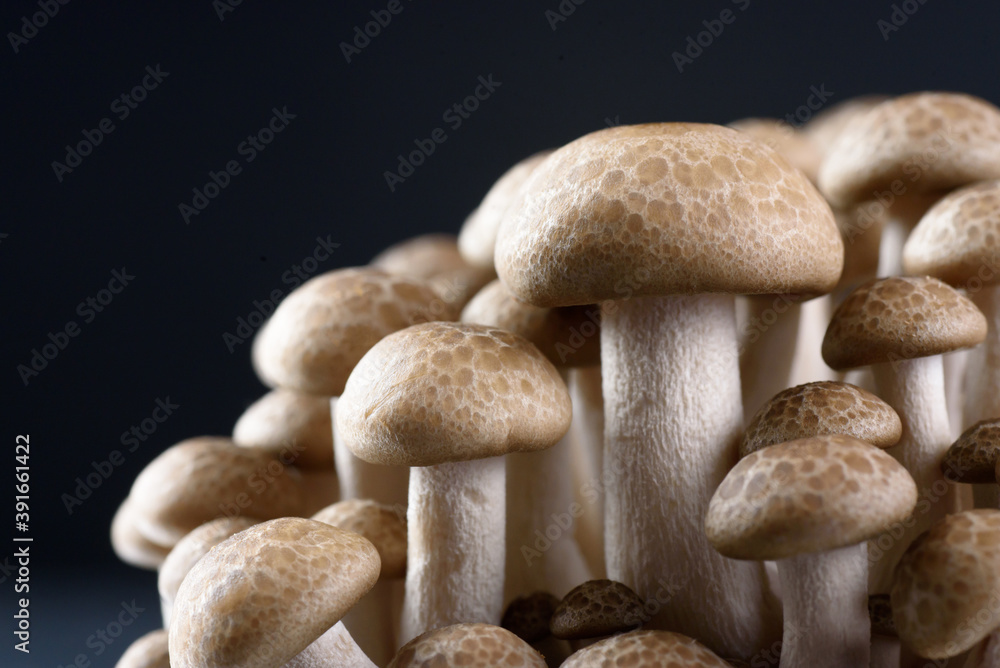 Shimeji mushroom, organic fresh vegetable food ingredient Shimeji mushroom, organic fresh vegetable food ingredient