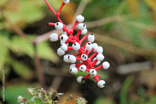 White Baneberry (Doll's Eyes)
