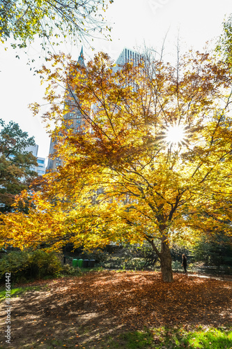Fall in central park 