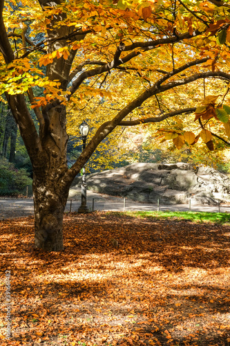 Fall in central park 