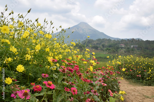 Cosmos Caudatus flower garden, yellow flowers native to Latin America and West Indies against the backdrop of Mount Arjuno in Trawas, Mojokerto, East Java, Indonesia photo