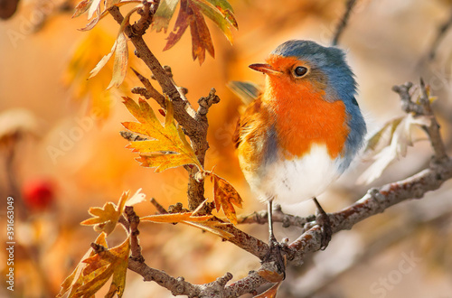 Fotografie, Obraz Closeup shot of an amazing cute robin bird perched on an autumnal tree branch