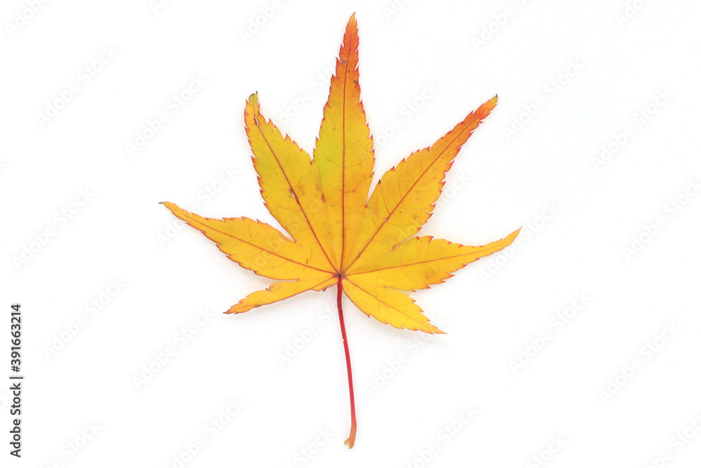 colorful fallen leaves isolated in white background colorful fallen leaves isolated in white background