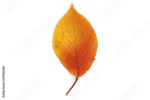 colorful fallen leaves isolated in white background
