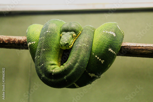 Green Python on a branch