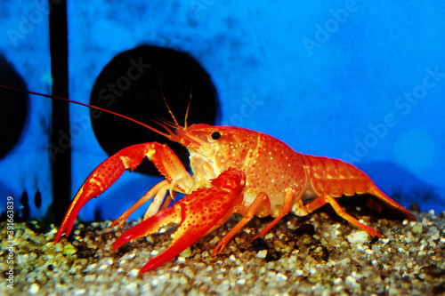 Orange Tangerine Crayfish - Procabarus Clarkii