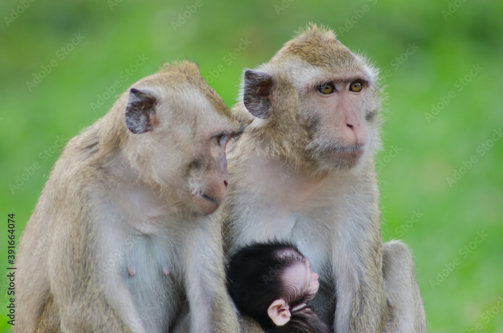scientific name Macaca fascicularis ,Crab-eating macaque , The mother of the long-tailed monkey breastfeeds with the young scientific name Macaca fascicularis ,Crab-eating macaque , The mother of the long-tailed monkey breastfeeds with the young