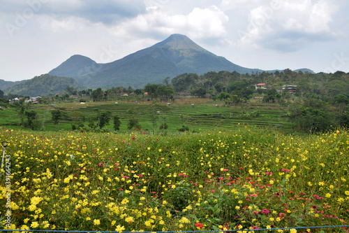 Cosmos Caudatus flower garden, yellow flowers native to Latin America and West Indies against the backdrop of Mount Arjuno in Trawas, Mojokerto, East Java, Indonesia photo