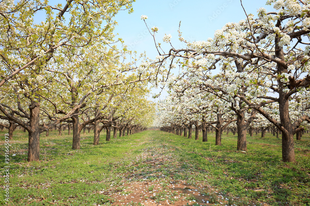 Fototapeta premium Pear trees blossom in spring