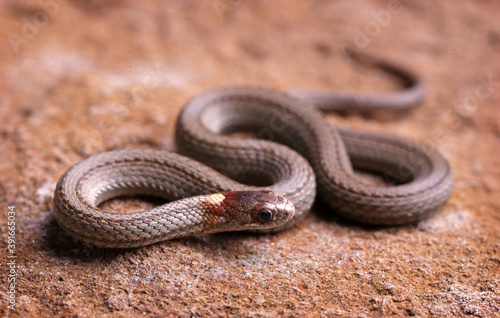 Northern red-belly snake resting on the rock.