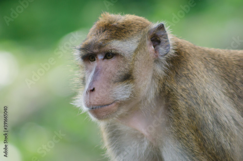 scientific name Macaca fascicularis ,Crab-eating macaque