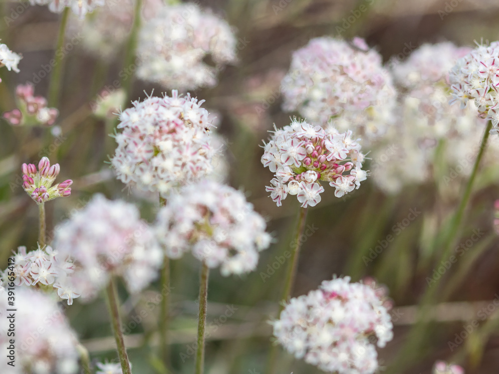 Wildflowers of the High Desert Wildflowers of the High Desert