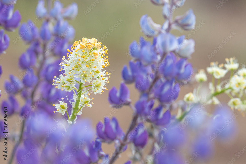 Wildflowers of the High Desert Wildflowers of the High Desert
