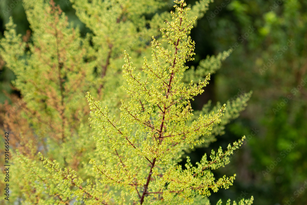 クソニンジン 学名 Artemisia Annua 中国名 黄花蒿 英名 Sweet Annie 生薬名 オウカコウ 抗マラリヤ薬 日本 秋撮影 Stock Photo Adobe Stock クソニンジン 学名 Artemisia Annua 中国名 黄花蒿 英名 Sweet Annie 生薬名 オウカコウ 抗マラリヤ薬 日本 秋撮影 Stock Photo Adobe Stock