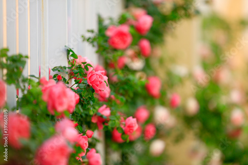Fototapeta Naklejka Na Ścianę i Meble -  In the summer, The roses are in full bloom