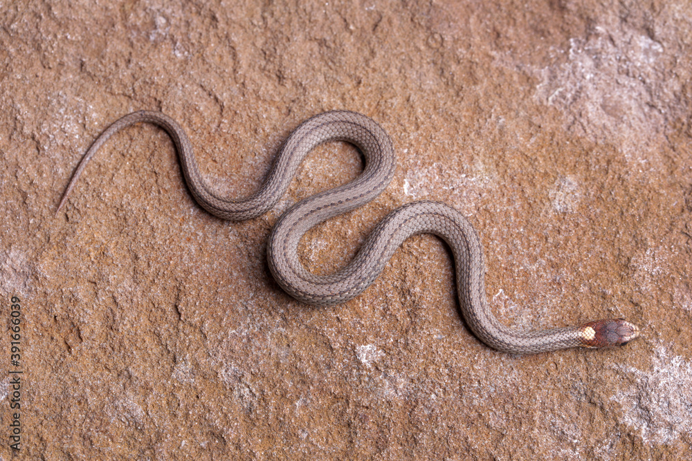 Northern red-belly snake crawling on a rock